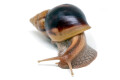 Lissachatina fulica hamillei juvenil